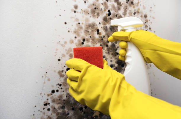 Best Insurance-Related Mold Remediation in Cookeville, TN